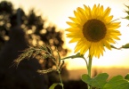 sunflower during sunset