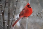 red cardinal bird on tree branch