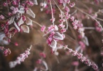 pink petaled flower closeup photography