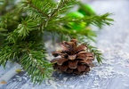brown pine cone with pine tree leaves shallow focus photography