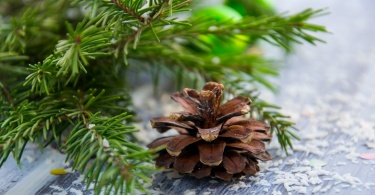 brown pine cone with pine tree leaves shallow focus photography