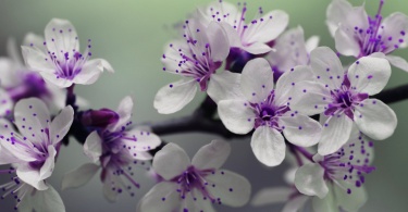 white and purple petal flower focus photography