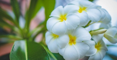 closeup photo of white petaled flowers