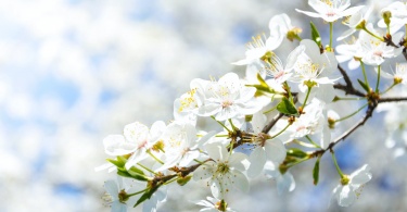 selective focus photography of white cherry blossom flowers