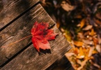 fallen leaf on wooden surface