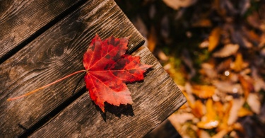 fallen leaf on wooden surface